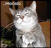 ranger vs silverado-funny-cat-proceed.jpg