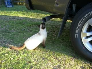 Name: KittyMechanic006.jpg
Views: 1252
Size: 57.7 KB
