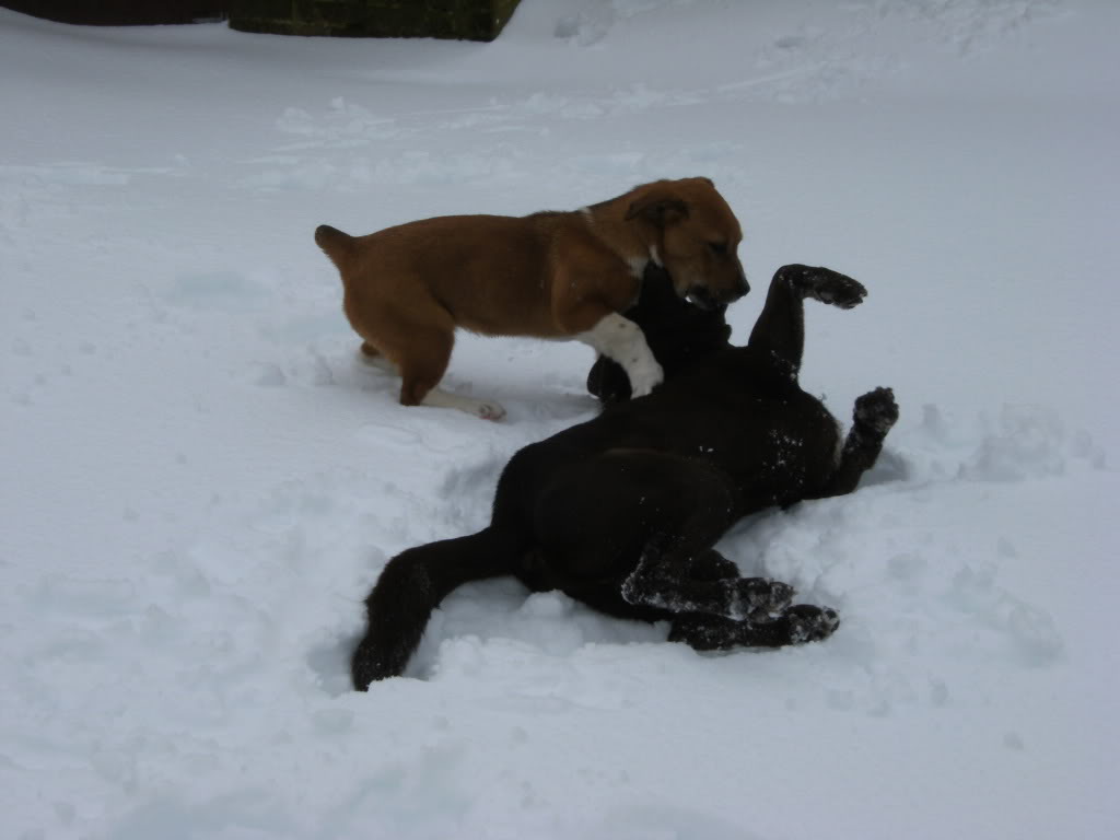Name: 2009Snow018.jpg
Views: 149
Size: 74.6 KB