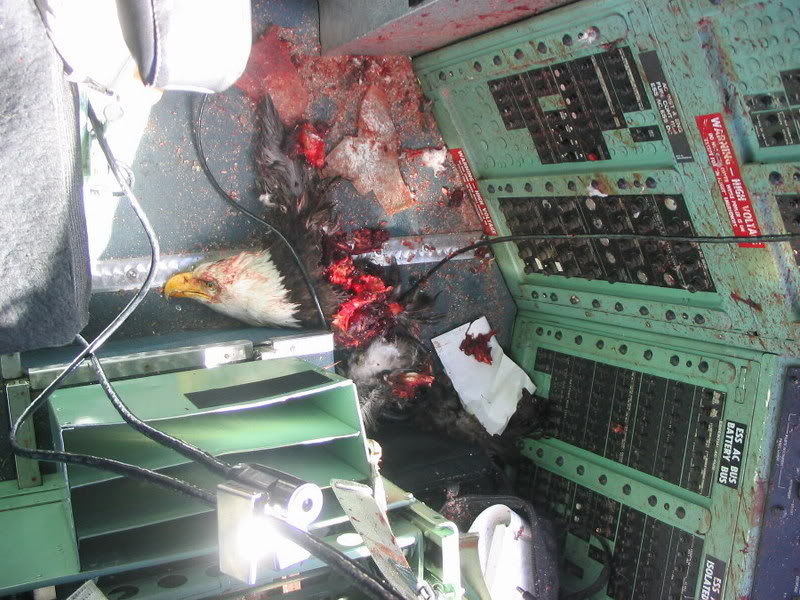 Name: 083105-eagle_strike2.jpg
Views: 72
Size: 117.3 KB