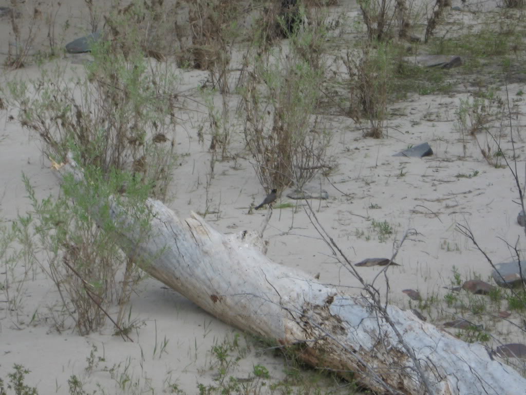 Name: Picture050.jpg
Views: 59
Size: 145.0 KB