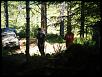 Tillamook Trail Run &amp; Warn Rep Winch Training(Video and pic heavy)-dscf3585.jpg