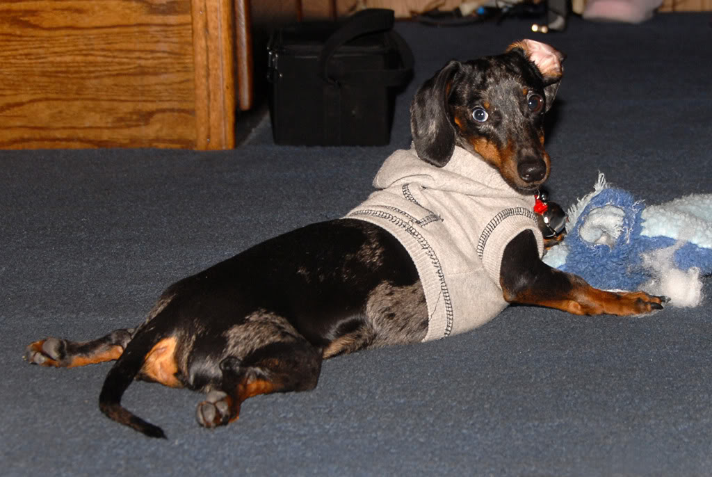 Name:  DSC_0612copy1024w.jpg
Views: 66
Size:  125.6 KB