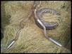 Dual exhaust piping from muffler back KY-downsize13_zps7c00d8d1.jpg