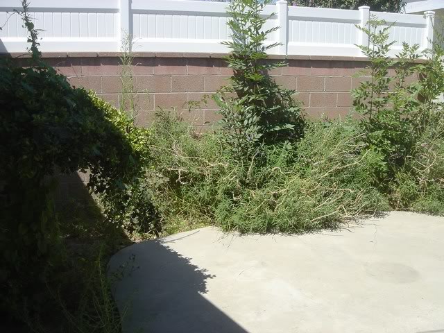 Name:  mini-DSC06655.jpg
Views: 77
Size:  79.9 KB