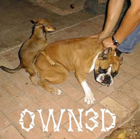 Name: owned-dogs.jpg
Views: 35
Size: 37.0 KB