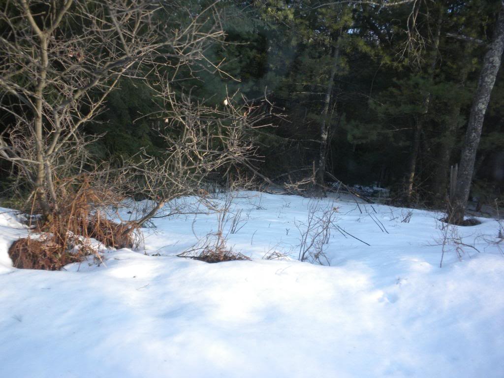 Name:  DSCN0180.jpg
Views: 111
Size:  116.7 KB