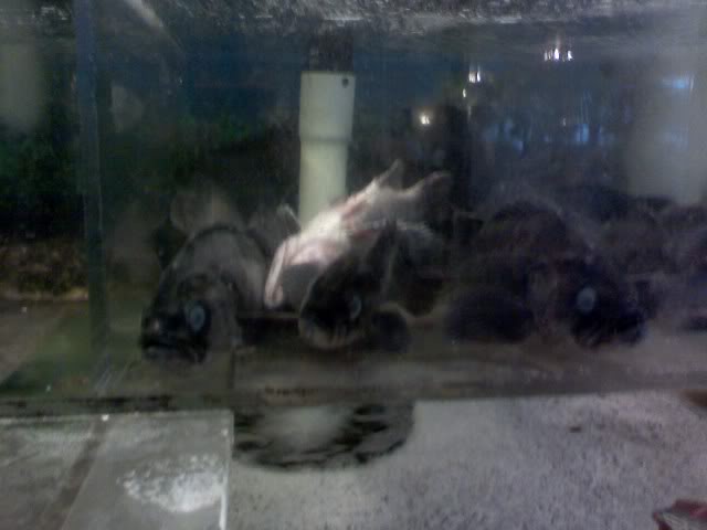Name:  CellPhone021.jpg
Views: 99
Size:  25.9 KB