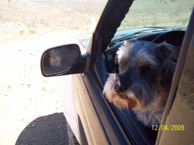 Name:  dog3.jpg
Views: 83
Size:  54.2 KB