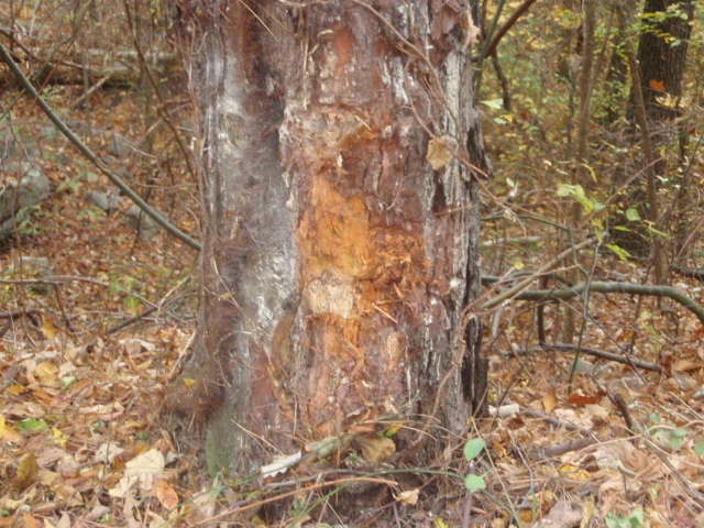 Name: PB120082.jpg
Views: 149
Size: 68.2 KB