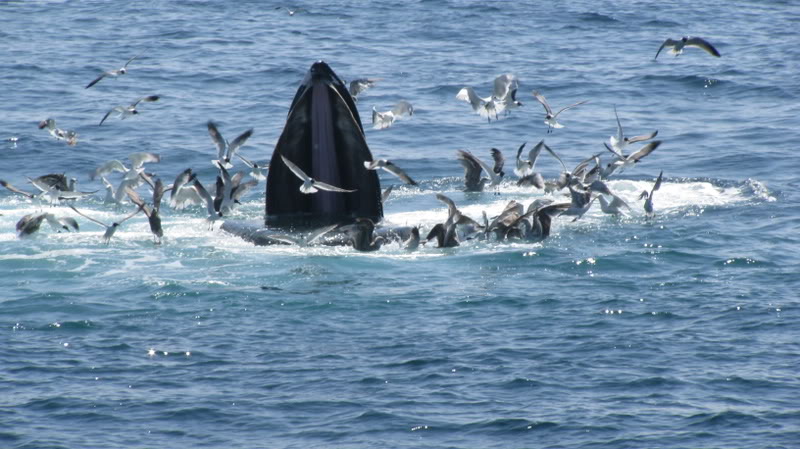 Name: Cape111.jpg
Views: 83
Size: 84.8 KB