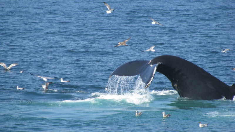 Name: Cape123.jpg
Views: 49
Size: 75.0 KB