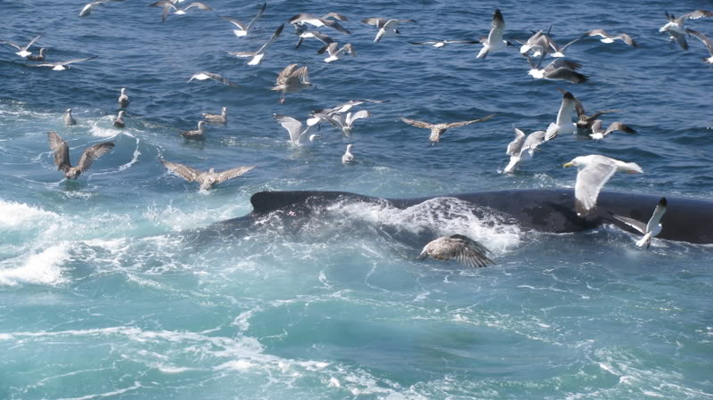 Name: Cape135.jpg
Views: 76
Size: 88.0 KB