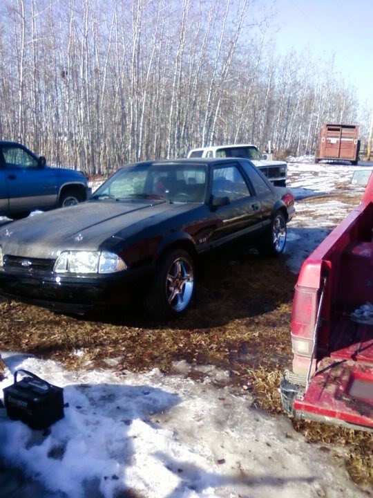 Name:  mustang.jpg
Views: 220
Size:  90.8 KB