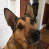 Forddog12's Avatar